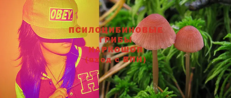 Псилоцибиновые грибы Psilocybine cubensis  купить  сайты  Петровск-Забайкальский 